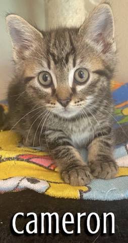Cameron, adopted