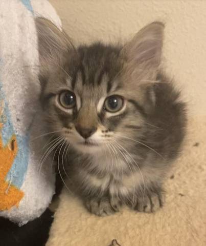 Kearney, adopted