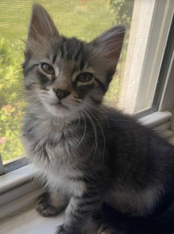 Cassoday, adopted