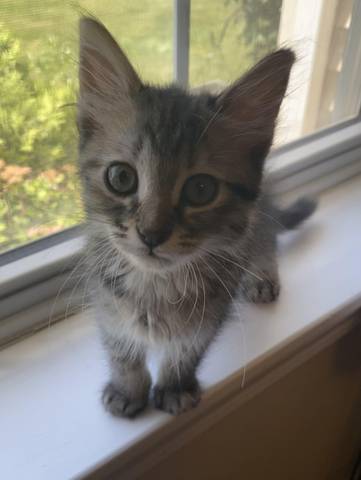 Perry, adopted