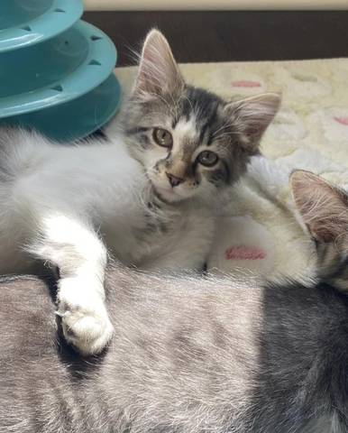 Chelsea, adopted