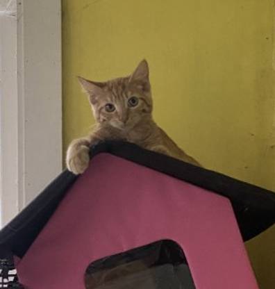 Maeve, adopted