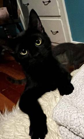 Memphis, adopted