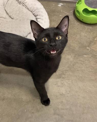 Millie, adopted