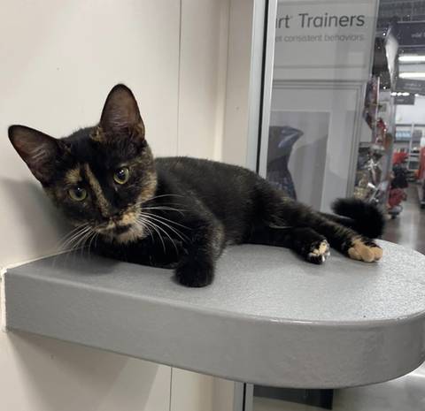 Sassafras, adopted