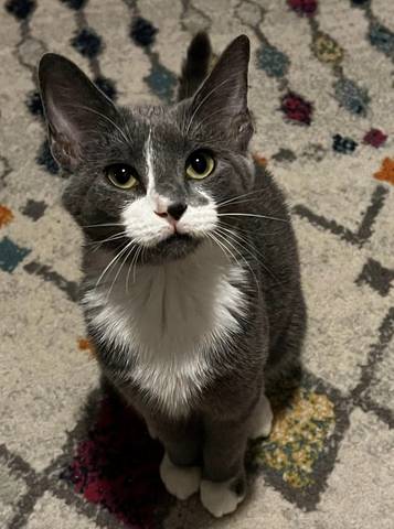 Laurel, adopted