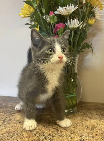 Mazlo, adopted