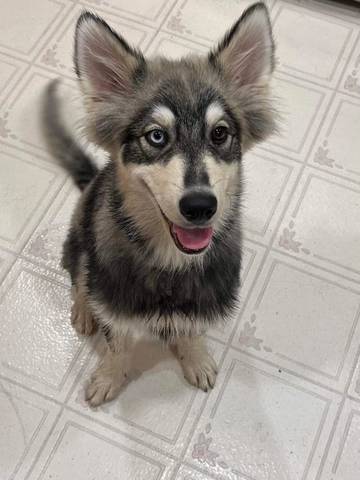 Nora, adopted