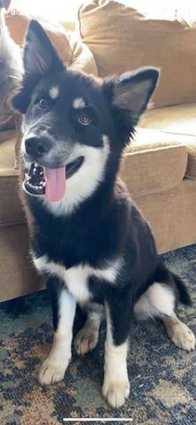 Dixie, adopted