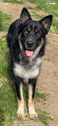 Piper, adopted