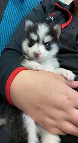 Cletus, adopted