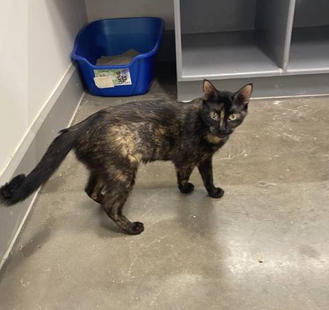 Maizey, adopted