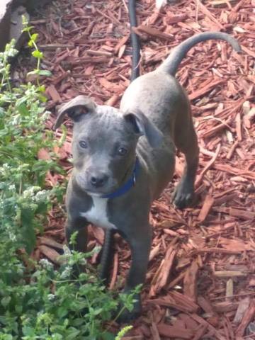 Alice, adopted