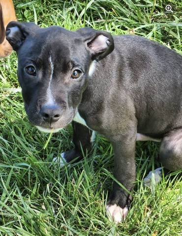 Zeppelin, adopted
