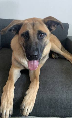 Rachel, adopted
