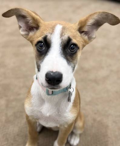 Sunny, adopted
