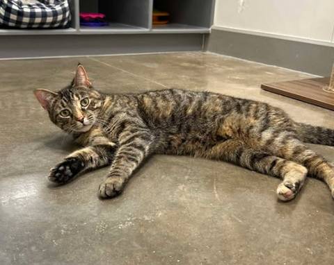 Sushi, adopted