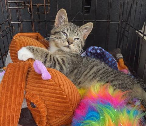 Guppy, adopted