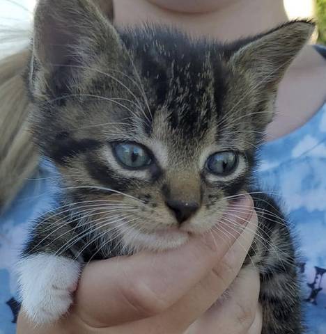 Fred, adopted