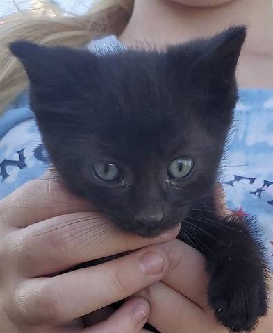 Scooby, adopted
