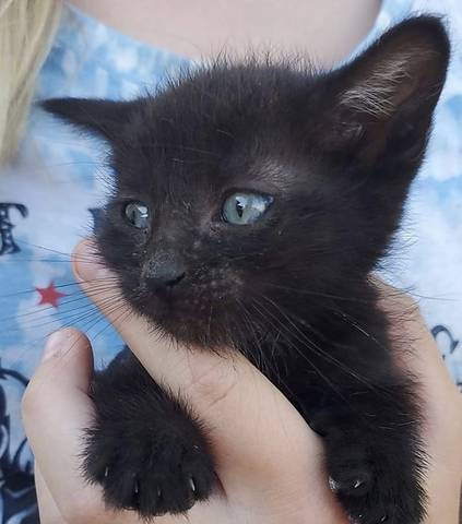 Shaggy, adopted