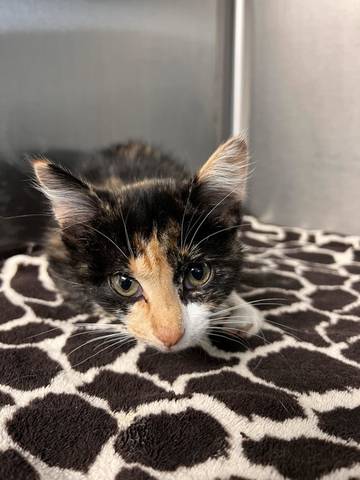 Calypso, adopted