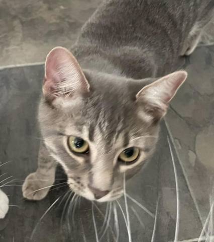Nutmeg, adopted
