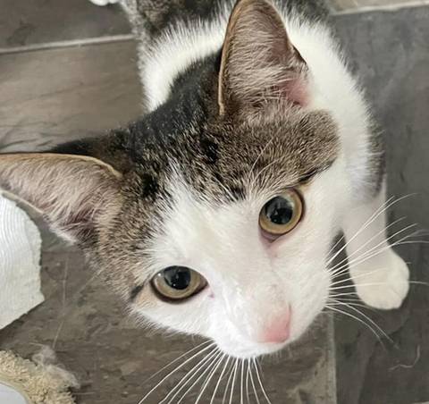 Cinnamon, adopted