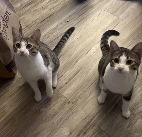 Paprika, adopted
