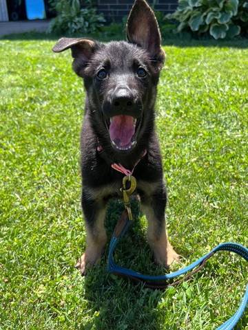Josie, adopted