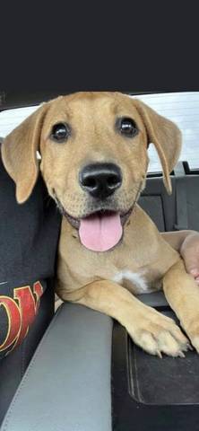 Rosie, adopted