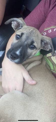 Stella, adopted