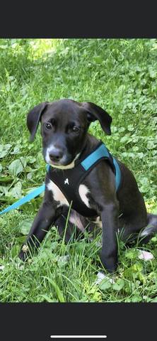 Benjamin, adopted