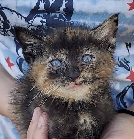 Velma, adopted
