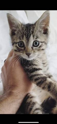 Daphne, adopted