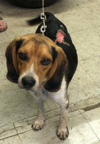 Ziggy, adopted