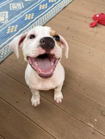 Jill, adopted