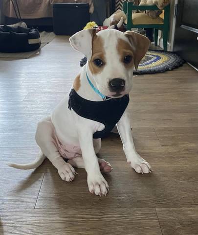 Jovi, adopted