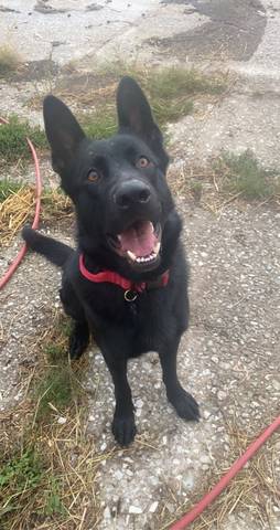 Hopper, adopted