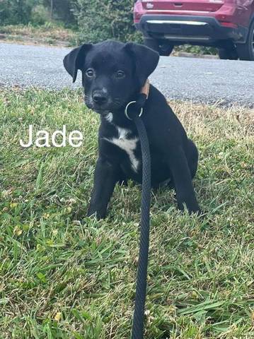 Jade, adopted
