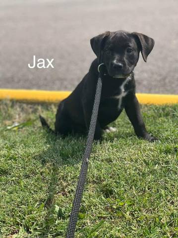 Junior, adopted