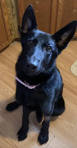 Nanook, adopted