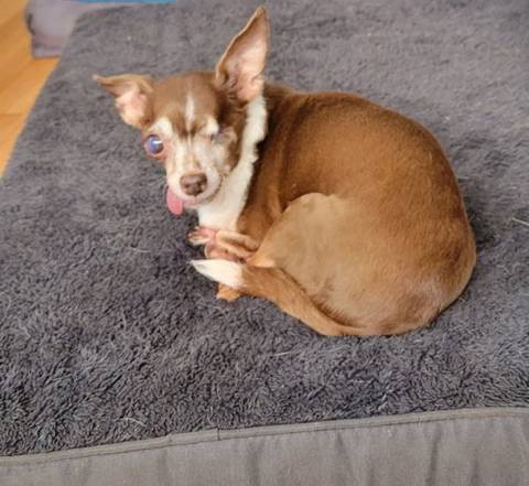 Mia, adopted