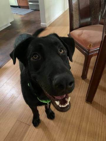 Duke, adopted