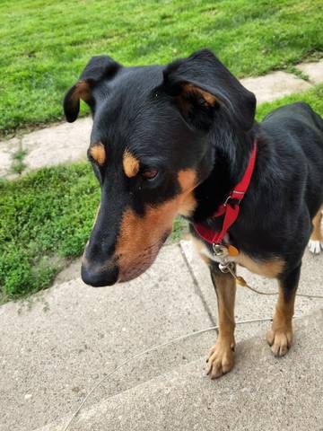 Connor, adopted