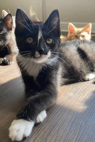 Carleton, adopted