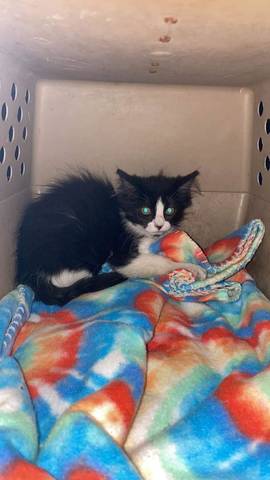 Mena, adopted