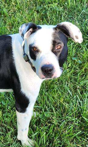 Serena, adopted