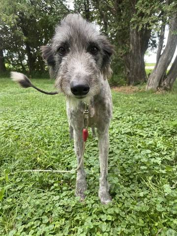 Nebula, adopted