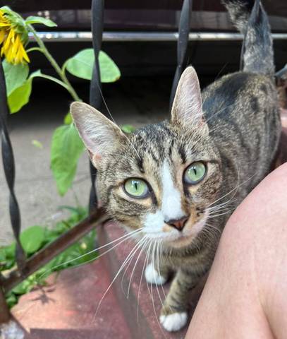 Dolly Pawton, adopted